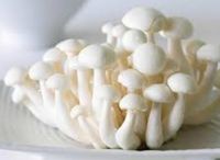 Lingzhi Mushroom 灵芝菇